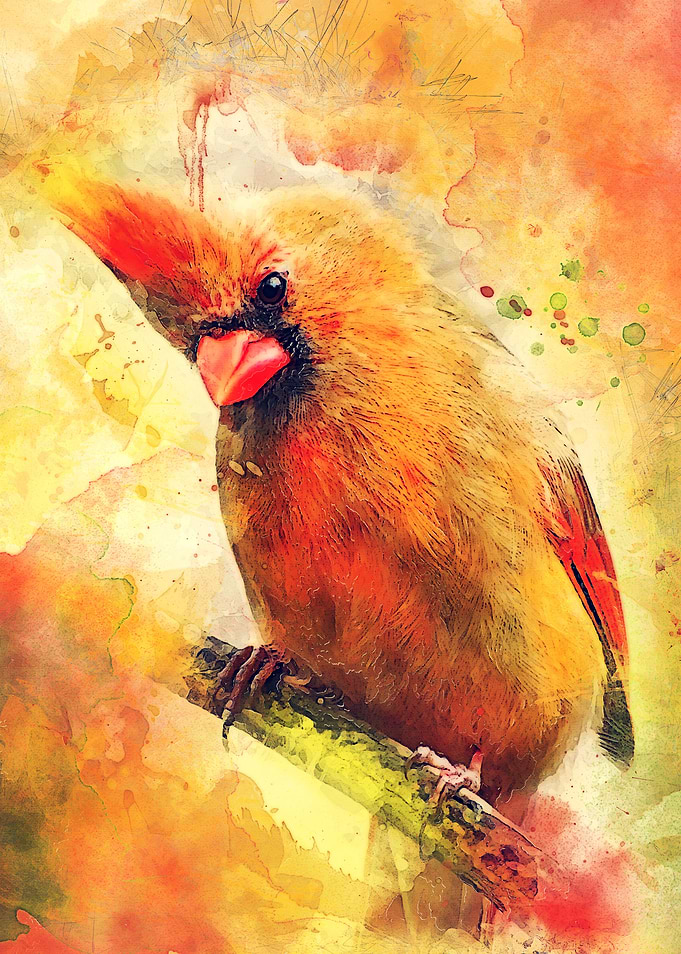 Cardinal bird