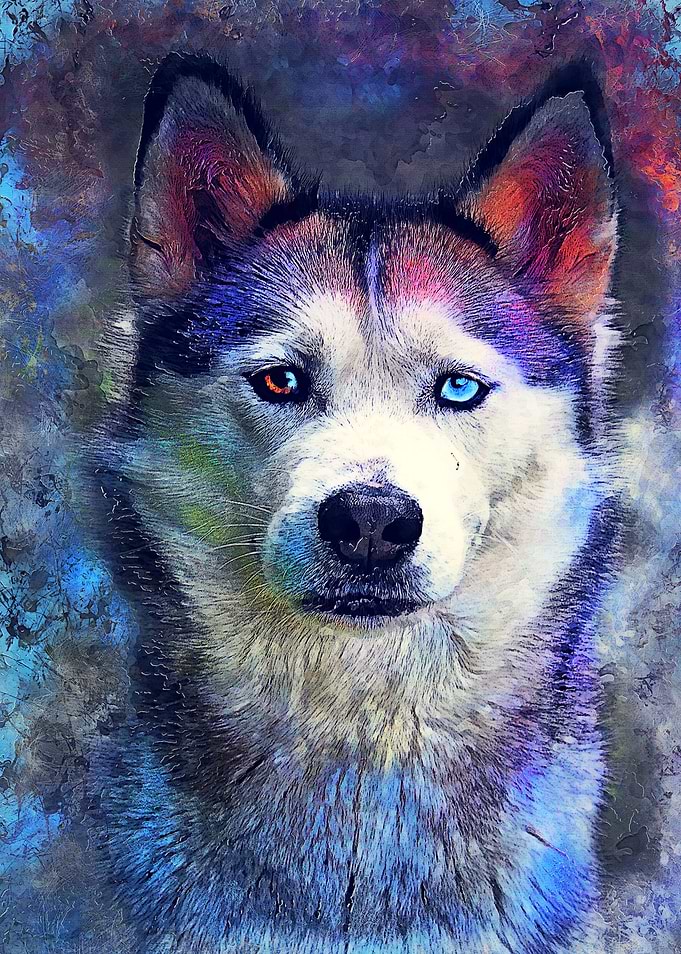 Dog Husky