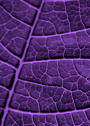 LEAF STRUCTURE ULTRAVIOLET no3