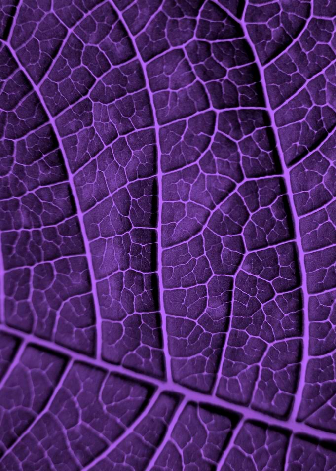 LEAF STRUCTURE ULTRAVIOLET no1