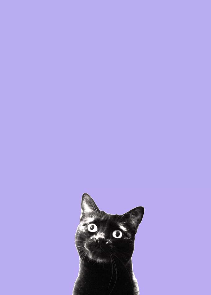 what's up? (lilac)