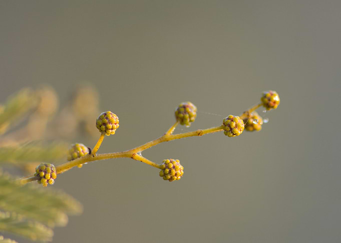 Bud of Mimosa