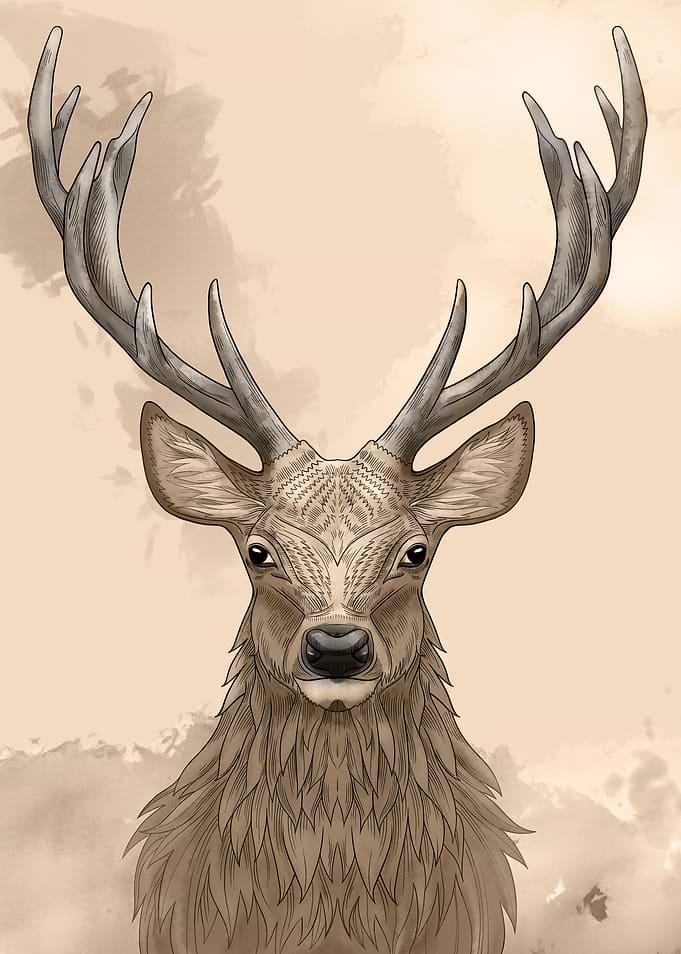 Deer