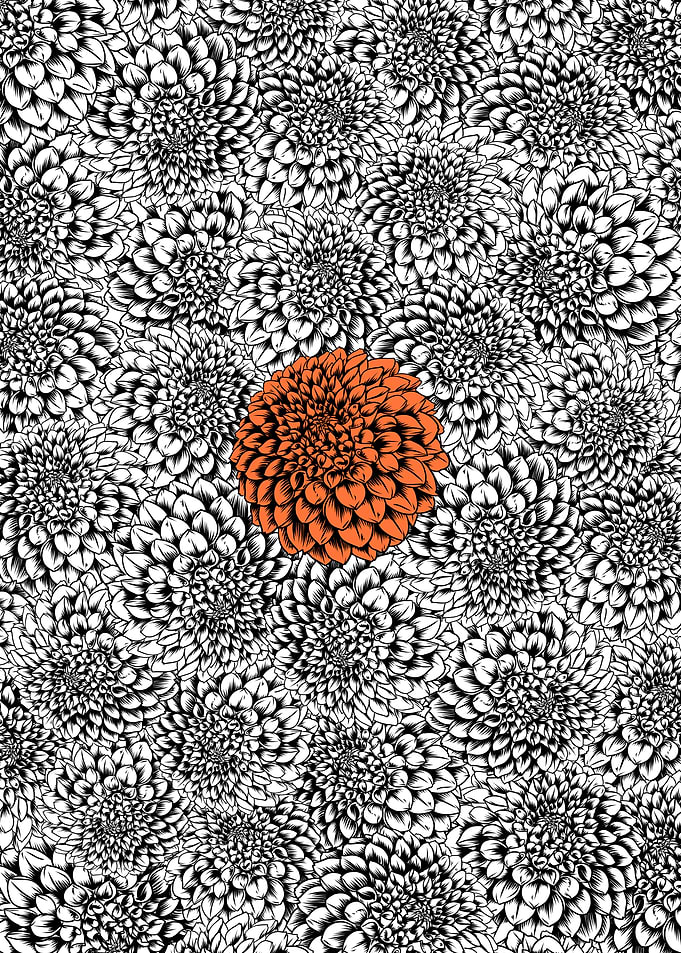 Orange dahlia