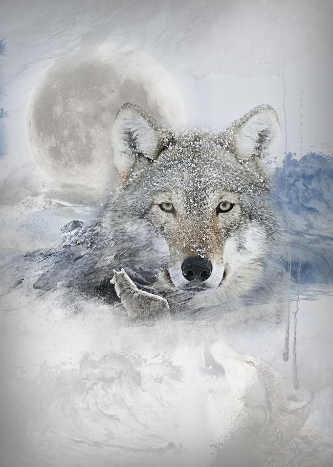 Wolf white
