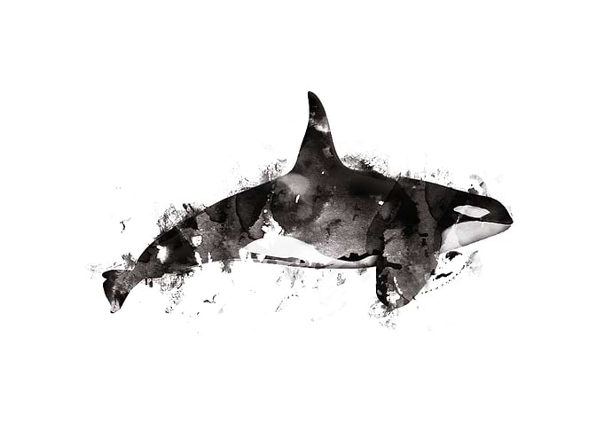 Killer whale