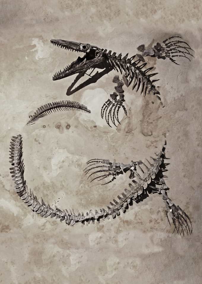 Ghost in the Stone - Prehistoric sea Monster