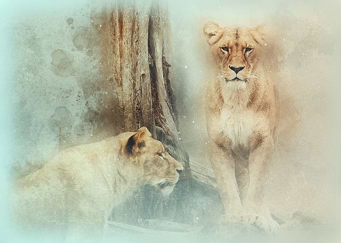 Lions