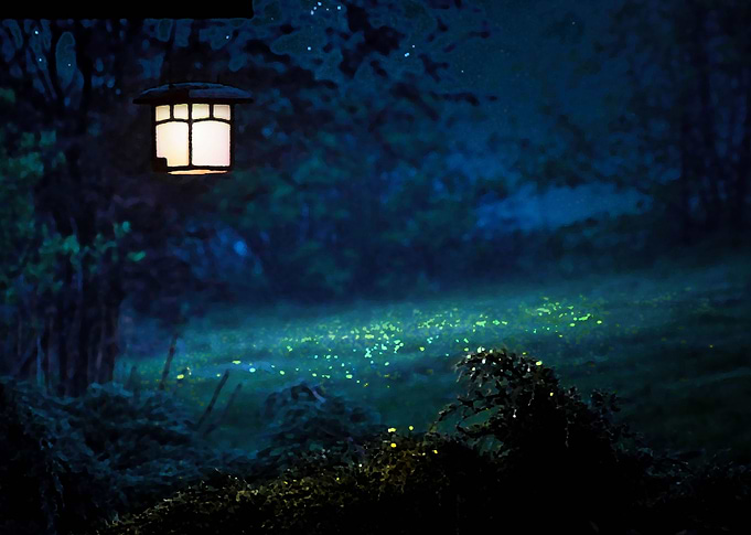 Firefly In The Garden (Lig