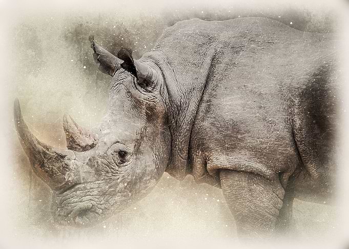 Rhinoceros
