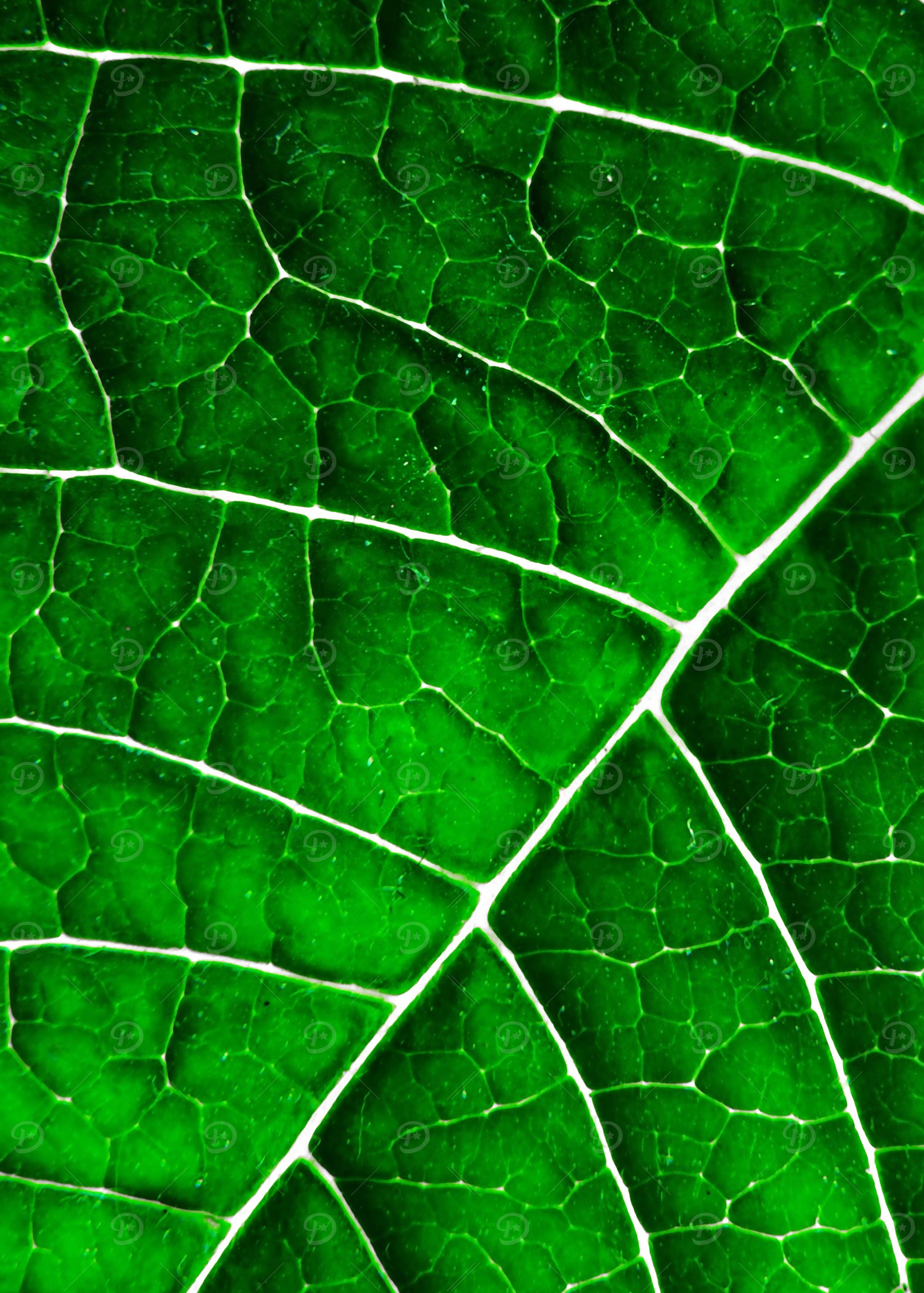 LEAF STRUCTURE GREENERY no