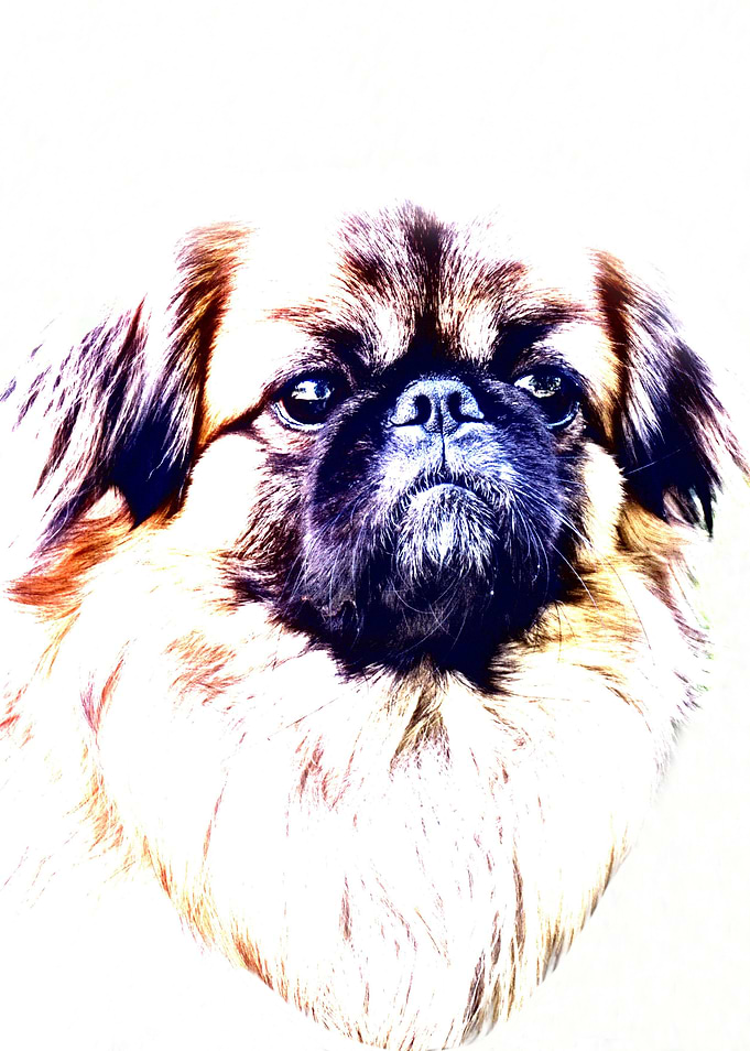 Lion Dog