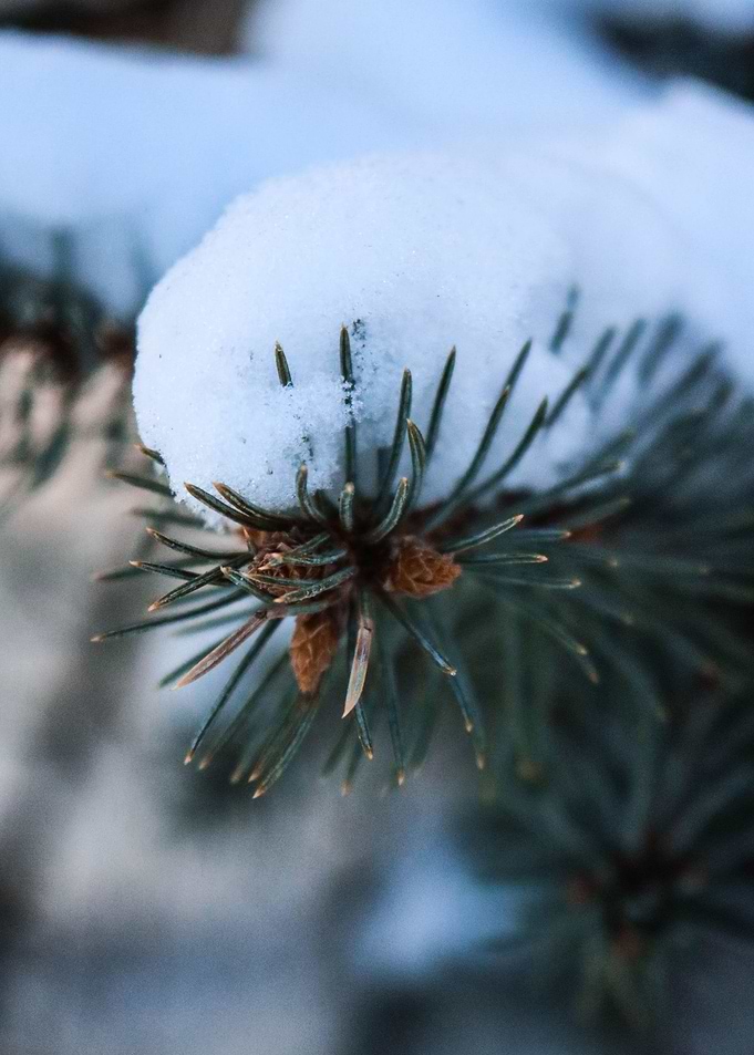 Pinetree