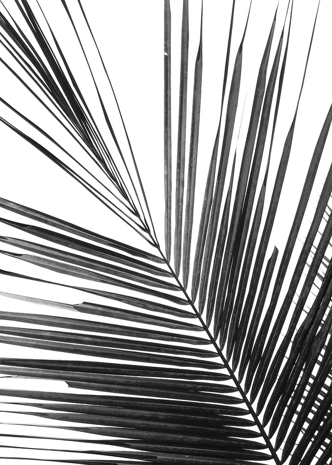 palm leaves pattern