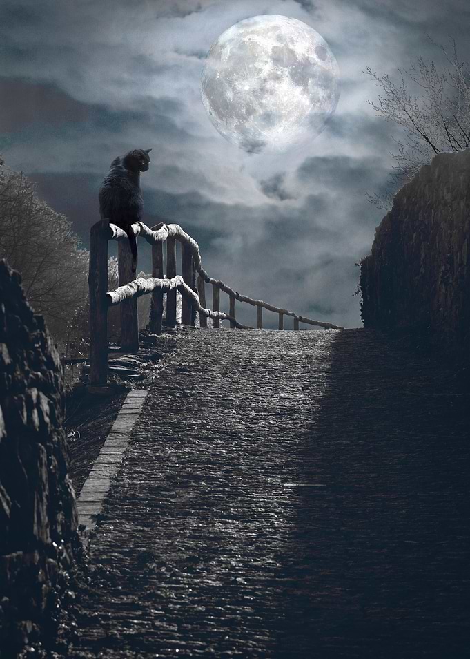 Balck cat under the moon