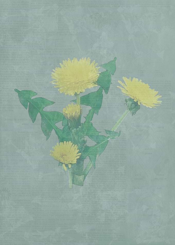Dandelion - flower