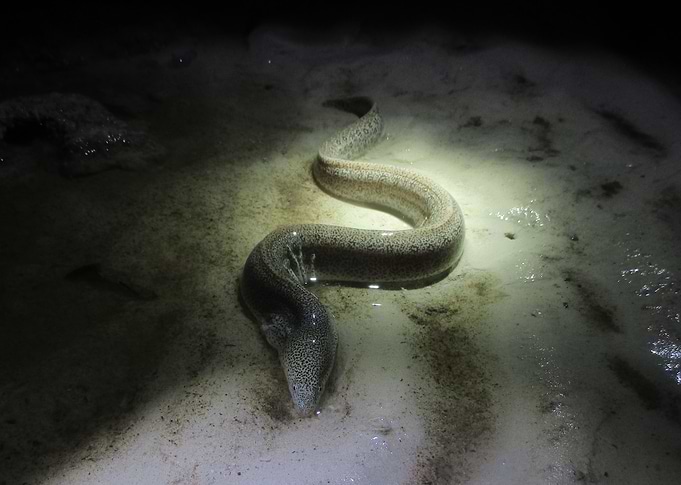 Moray in Kenya