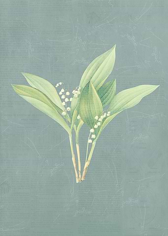 Lily of the valley