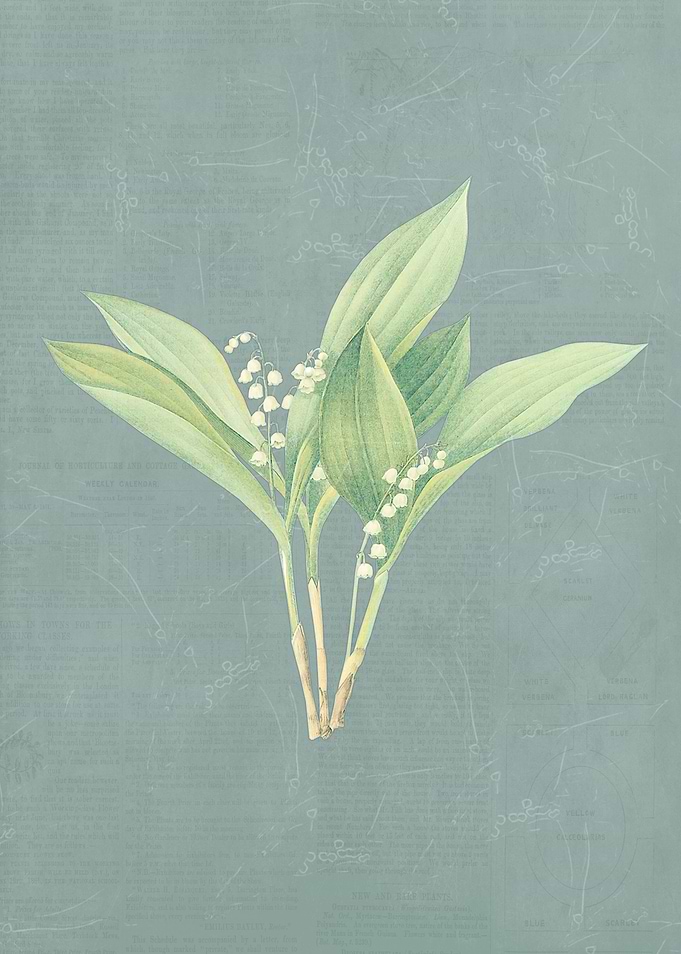 Lily of the valley