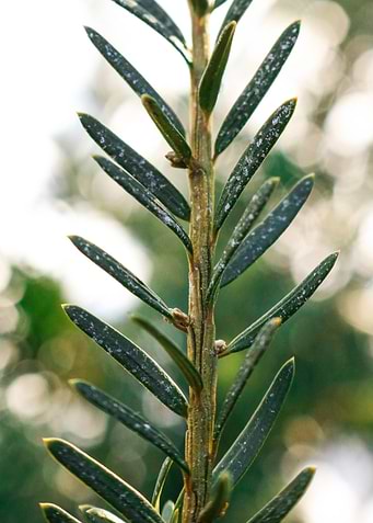 Latest drop