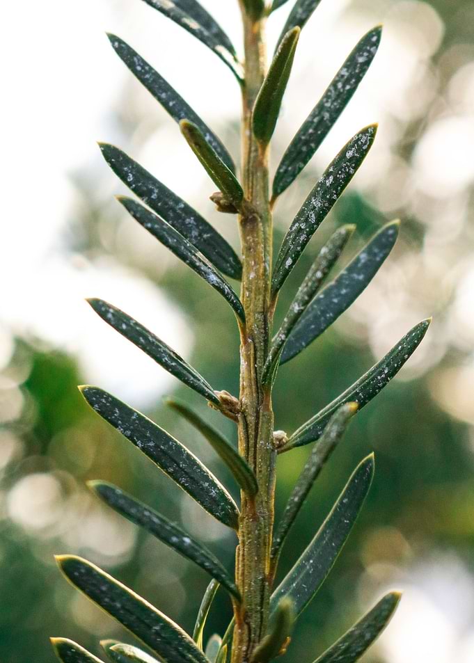 Pine