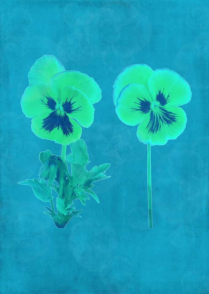 Flower - Viola tricolor