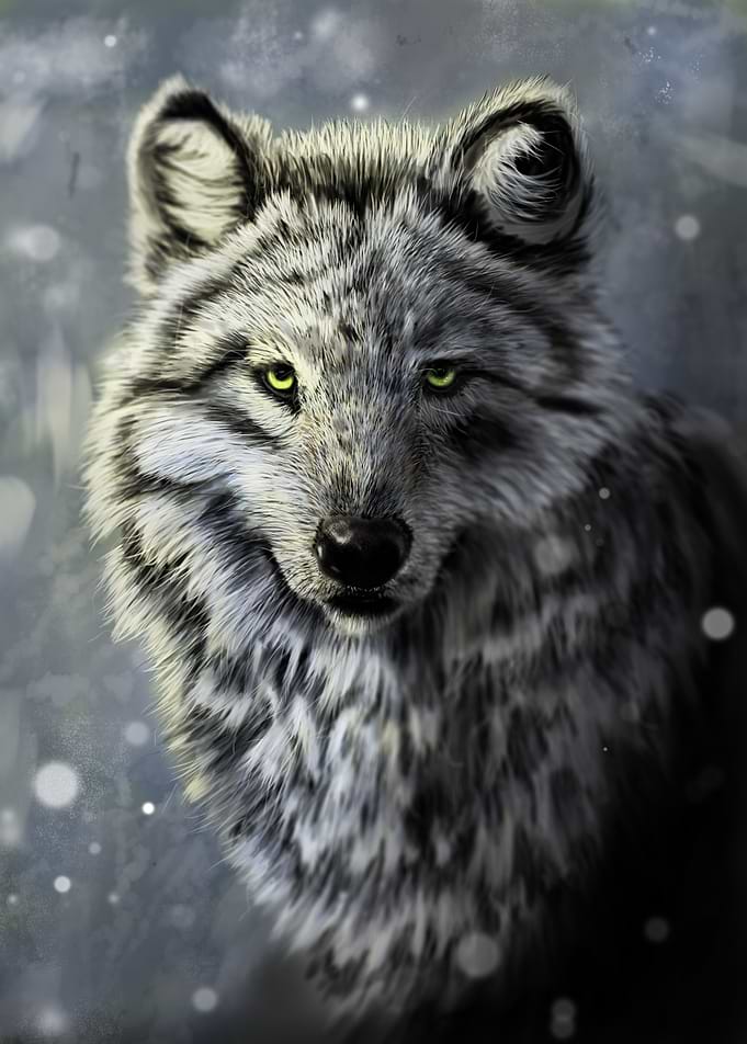 Wolf