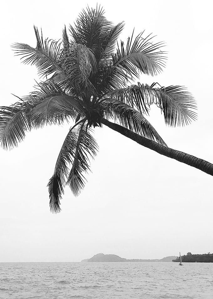 Palm tree