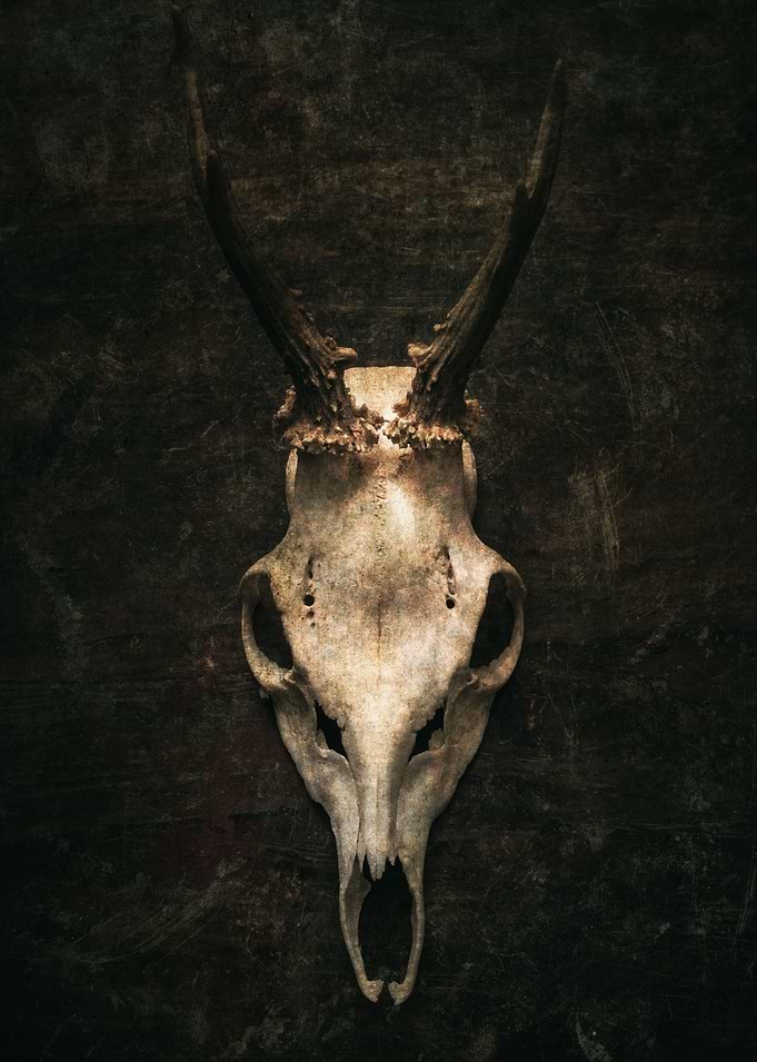 Deer skull