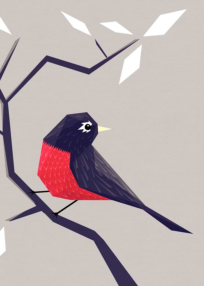 American Robin