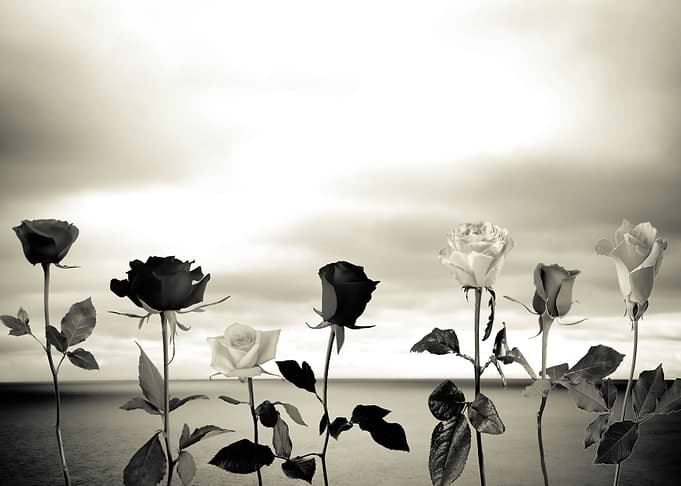 Roses and sea