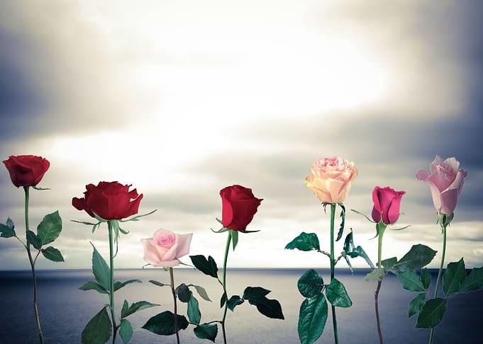 Floral sea