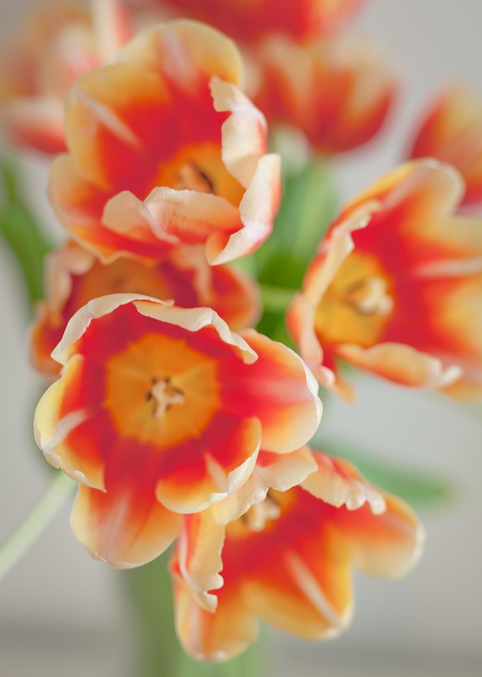 Tulips