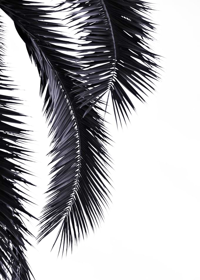 BLACK PALM LEAVES
