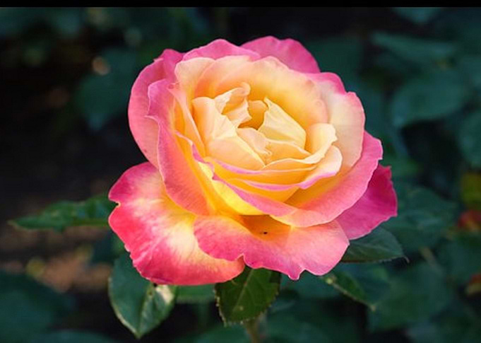 Colorful Rose