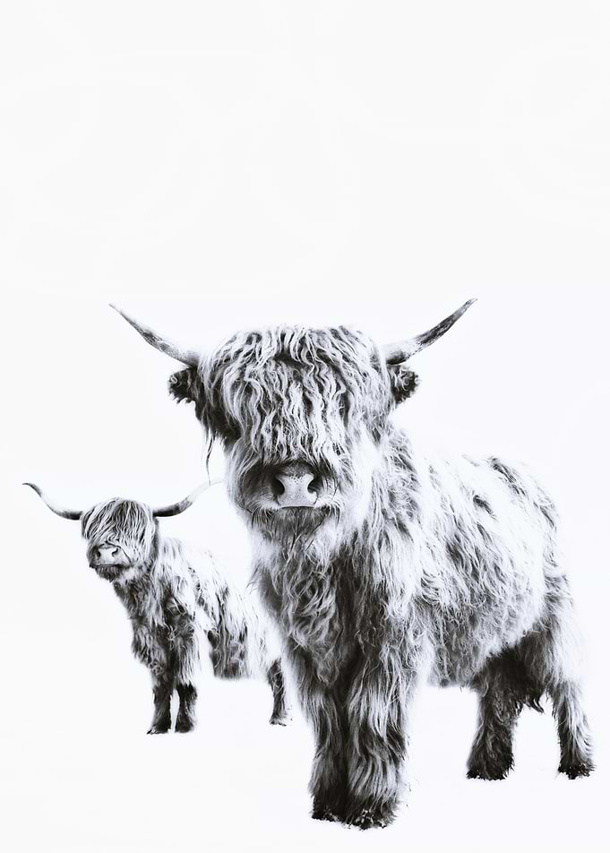 HIGHLAND CATTLES LULU & SARA