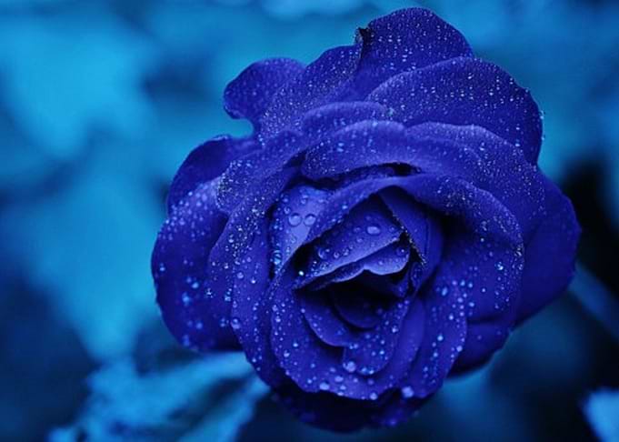 The Blue Rose