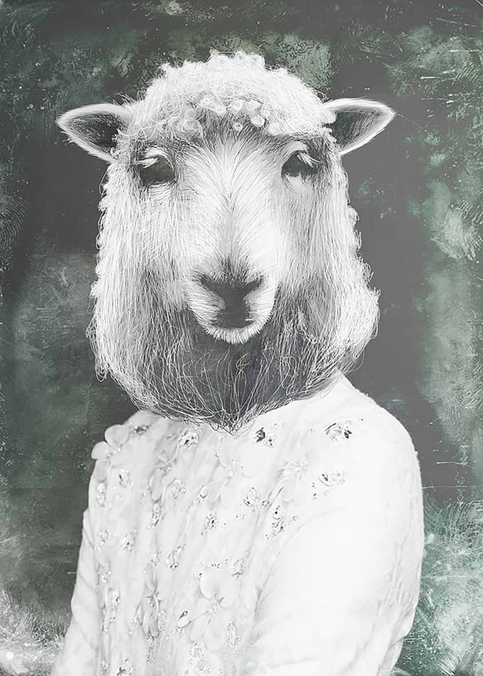 little lamb