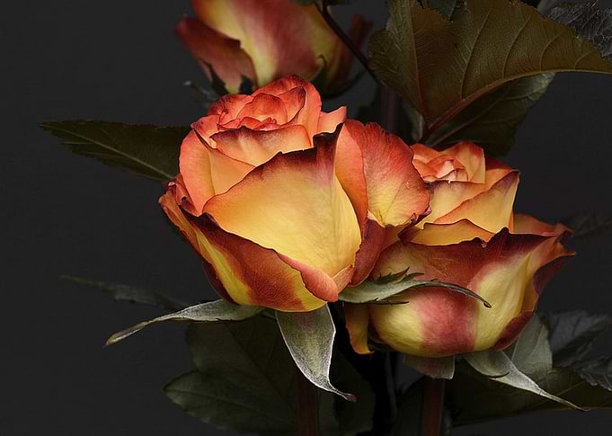 Rose