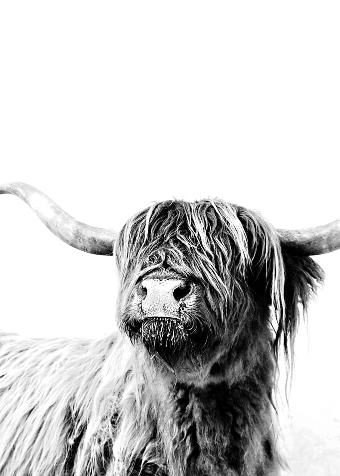 HIGHLAND CATTLE FRIDA