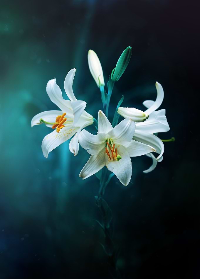 lilies under the light