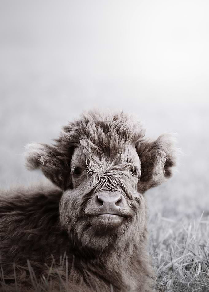HIGHLAND CATTLE CALF ALF
