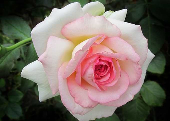 The White Rose