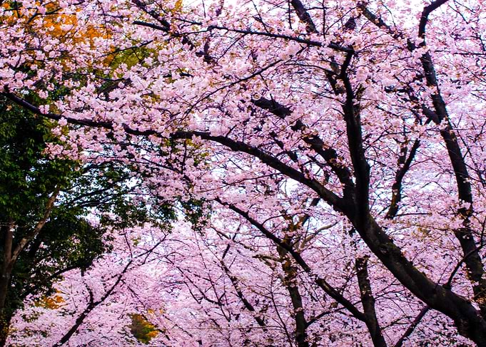 Sakura