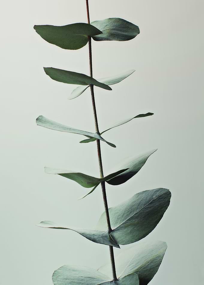 EUCALYPTUS GREENERY 1