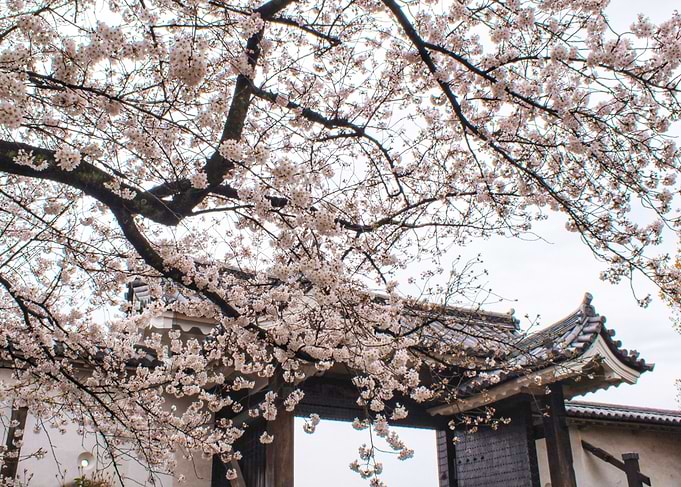 Spring cult