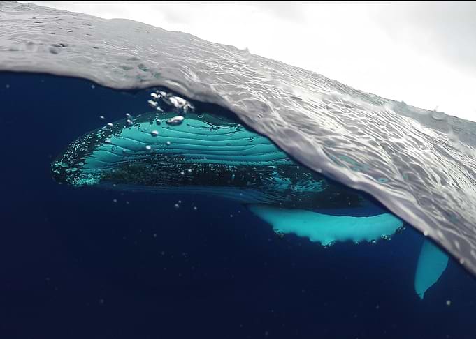 humpback whale ocean