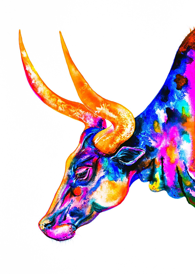 Ankole Longhorn