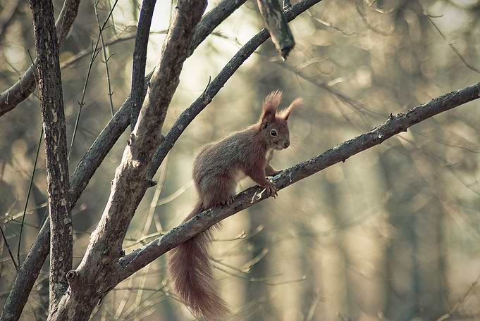 Squirrel