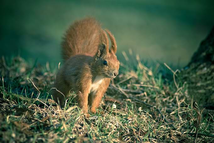 Squirrel
